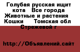 Голубая русская ищит кота - Все города Животные и растения » Кошки   . Томская обл.,Стрежевой г.